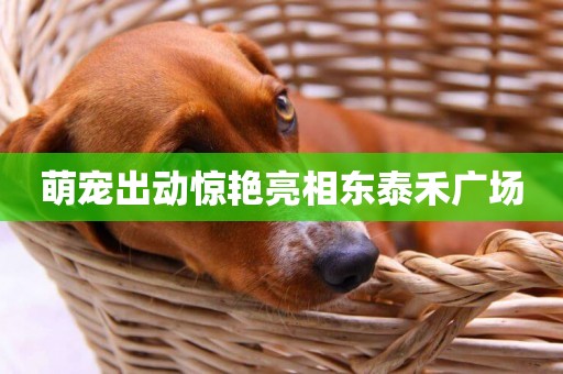 萌寵出動驚艷亮相東泰禾廣場