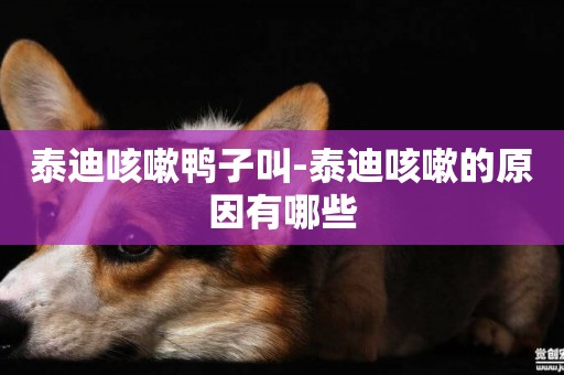 泰迪咳嗽鴨子叫-泰迪咳嗽的原因有哪些