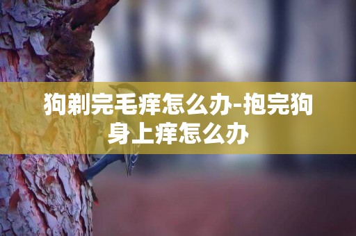 狗剃完毛癢怎么辦-抱完狗身上癢怎么辦