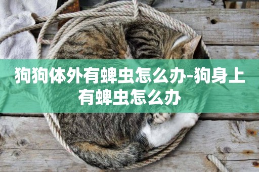 狗狗體外有蜱蟲怎么辦-狗身上有蜱蟲怎么辦