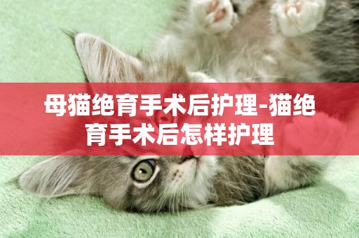 母貓絕育手術后護理-貓絕育手術后怎樣護理