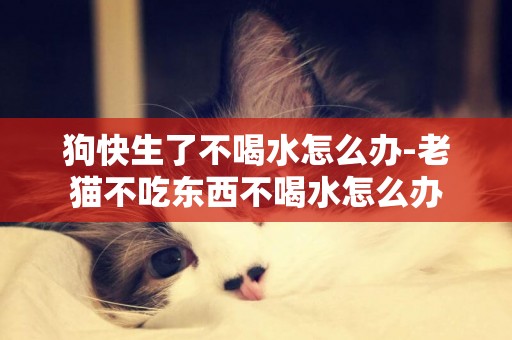 狗快生了不喝水怎么辦-老貓不吃東西不喝水怎么辦