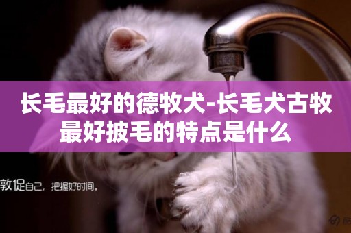 長毛最好的德牧犬-長毛犬古牧最好披毛的特點是什么