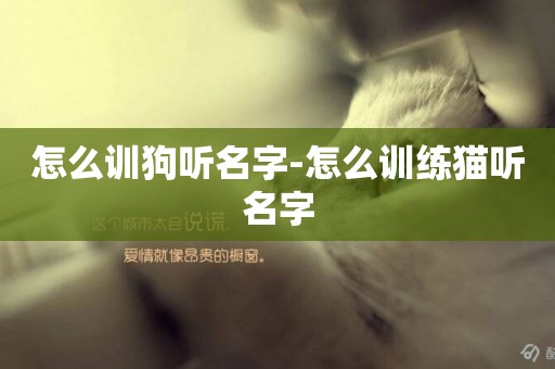 怎么訓狗聽名字-怎么訓練貓聽名字