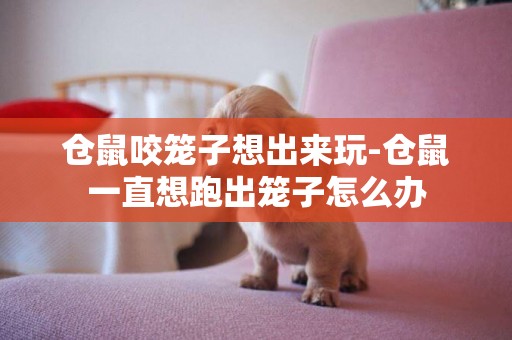 倉鼠咬籠子想出來玩-倉鼠一直想跑出籠子怎么辦