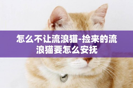 怎么不讓流浪貓-撿來的流浪貓要怎么安撫