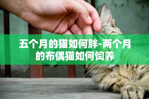 五個月的貓如何胖-兩個月的布偶貓如何飼養