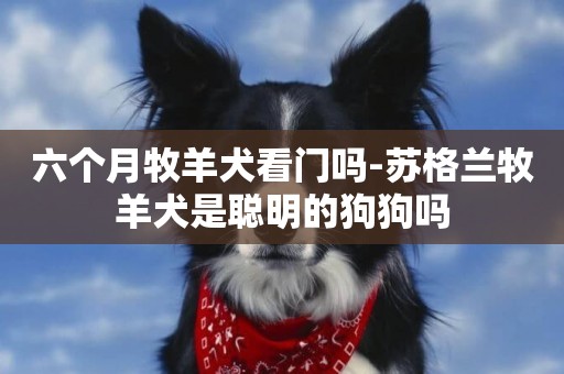 六個月牧羊犬看門嗎-蘇格蘭牧羊犬是聰明的狗狗嗎