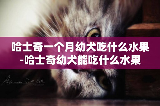 哈士奇一個月幼犬吃什么水果-哈士奇幼犬能吃什么水果