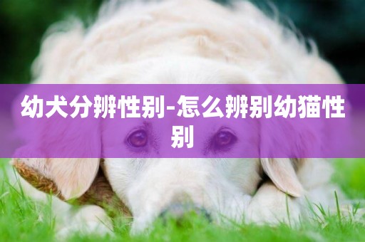 幼犬分辨性別-怎么辨別幼貓性別