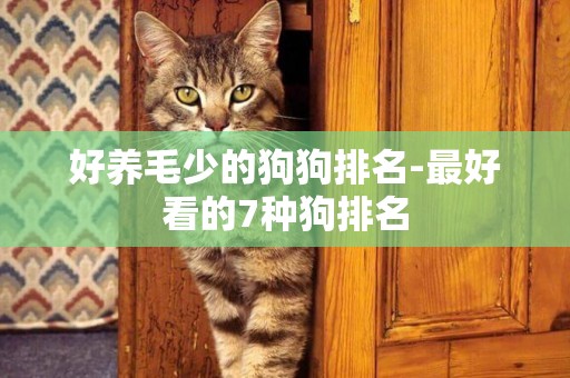 好養毛少的狗狗排名-最好看的7種狗排名