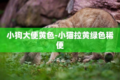 小狗大便黃色-小貓拉黃綠色稀便