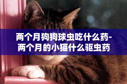 兩個月狗狗球蟲吃什么藥-兩個月的小貓什么驅蟲藥