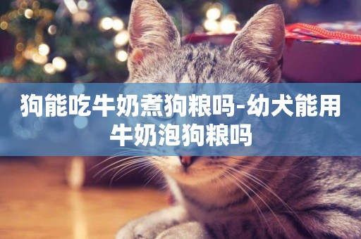 狗能吃牛奶煮狗糧嗎-幼犬能用牛奶泡狗糧嗎