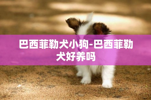 巴西菲勒犬小狗-巴西菲勒犬好養嗎