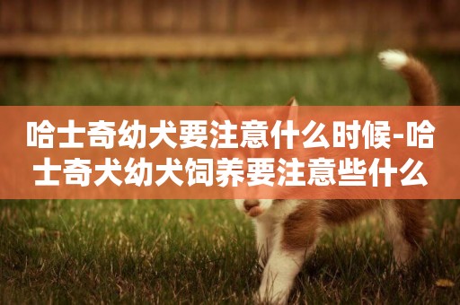 哈士奇幼犬要注意什么時候-哈士奇犬幼犬飼養要注意些什么