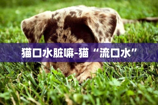 貓口水臟嘛-貓“流口水”