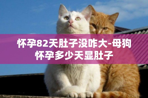 懷孕82天肚子沒咋大-母狗懷孕多少天顯肚子