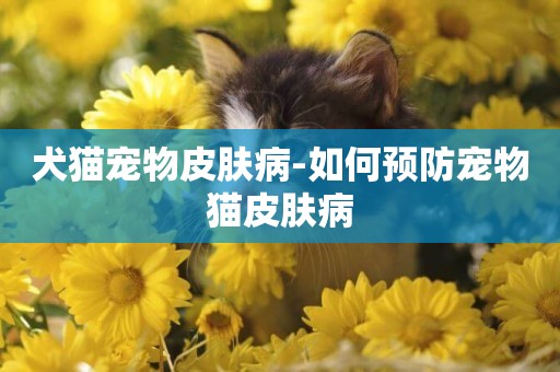 犬貓寵物皮膚病-如何預防寵物貓皮膚病