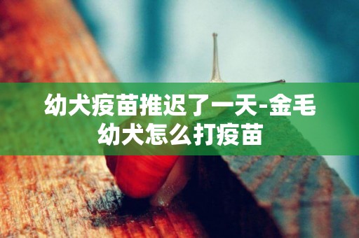 幼犬疫苗推遲了一天-金毛幼犬怎么打疫苗