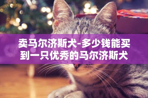 賣馬爾濟斯犬-多少錢能買到一只優秀的馬爾濟斯犬