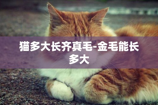 貓多大長齊真毛-金毛能長多大