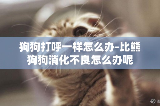 狗狗打呼一樣怎么辦-比熊狗狗消化不良怎么辦呢