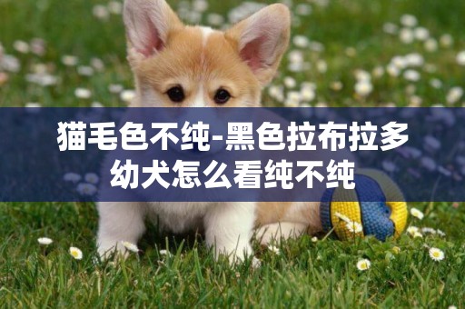 貓毛色不純-黑色拉布拉多幼犬怎么看純不純