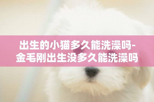 出生的小貓多久能洗澡嗎-金毛剛出生沒多久能洗澡嗎