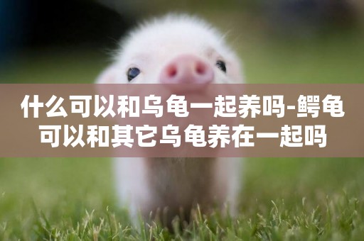 什么可以和烏龜一起養嗎-鱷龜可以和其它烏龜養在一起嗎