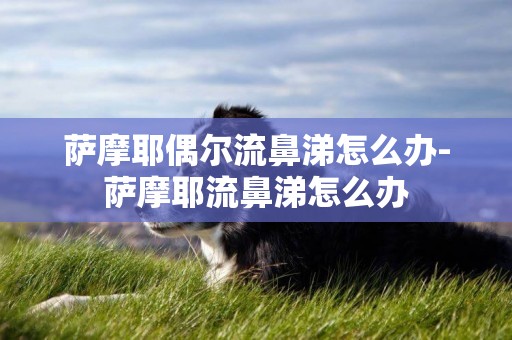 薩摩耶偶爾流鼻涕怎么辦-薩摩耶流鼻涕怎么辦