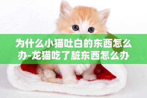 為什么小貓吐白的東西怎么辦-龍貓吃了臟東西怎么辦