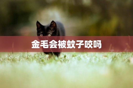 金毛會被蚊子咬嗎