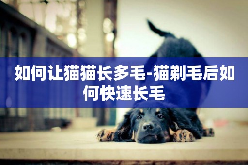 如何讓貓貓長多毛-貓剃毛后如何快速長毛