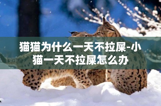 貓貓為什么一天不拉屎-小貓一天不拉屎怎么辦