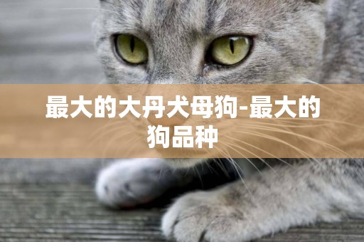 最大的大丹犬母狗-最大的狗品種