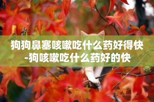 狗狗鼻塞咳嗽吃什么藥好得快-狗咳嗽吃什么藥好的快
