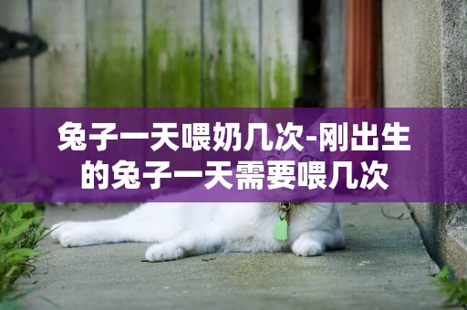 兔子一天喂奶幾次-剛出生的兔子一天需要喂幾次