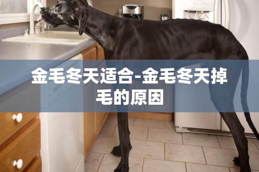 金毛冬天適合-金毛冬天掉毛的原因