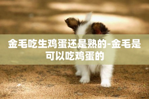 金毛吃生雞蛋還是熟的-金毛是可以吃雞蛋的