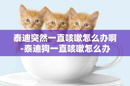 泰迪突然一直咳嗽怎么辦啊-泰迪狗一直咳嗽怎么辦