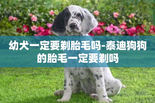 幼犬一定要剃胎毛嗎-泰迪狗狗的胎毛一定要剃嗎