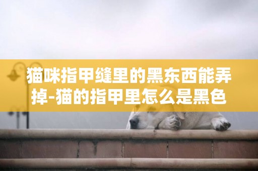 貓咪指甲縫里的黑東西能弄掉-貓的指甲里怎么是黑色的東西