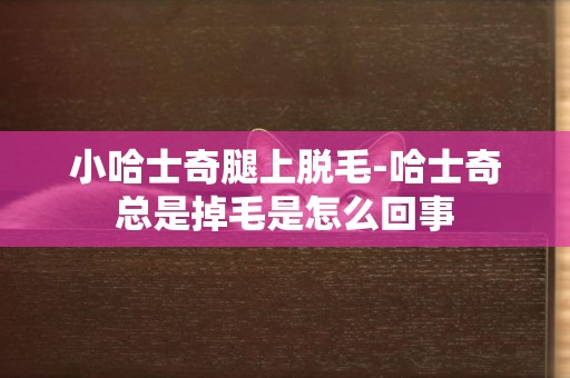小哈士奇腿上脫毛-哈士奇總是掉毛是怎么回事