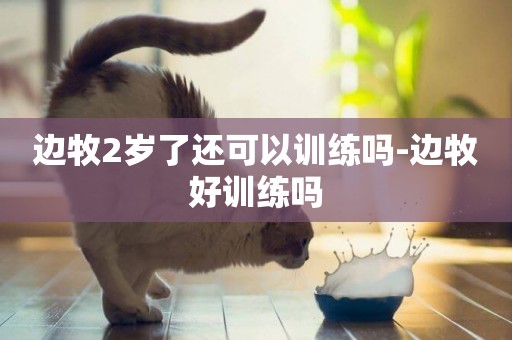 邊牧2歲了還可以訓練嗎-邊牧好訓練嗎