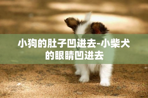 小狗的肚子凹進去-小柴犬的眼睛凹進去