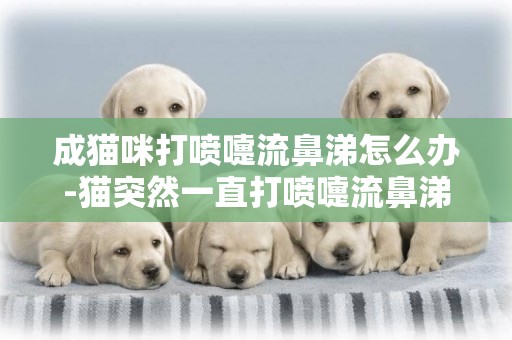成貓咪打噴嚏流鼻涕怎么辦-貓突然一直打噴嚏流鼻涕怎么辦