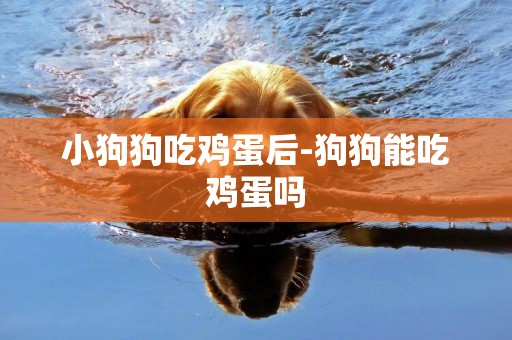 小狗狗吃雞蛋后-狗狗能吃雞蛋嗎