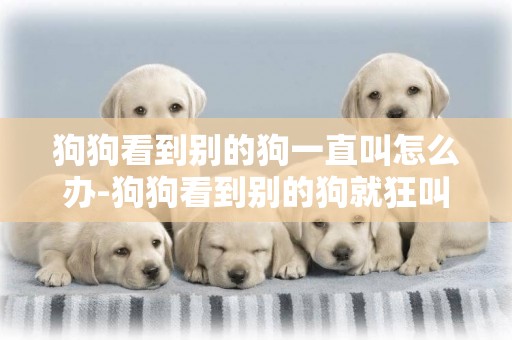 狗狗看到別的狗一直叫怎么辦-狗狗看到別的狗就狂叫怎么辦呢