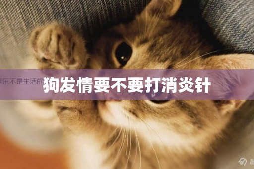 狗發情要不要打消炎針